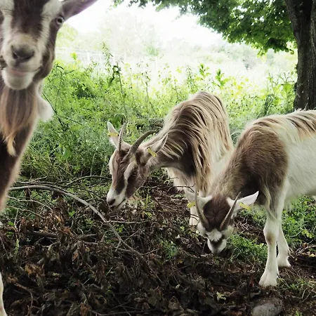 La Ferme De Vazerat