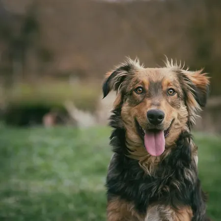 La Ferme De Vazerat 3* Massiac