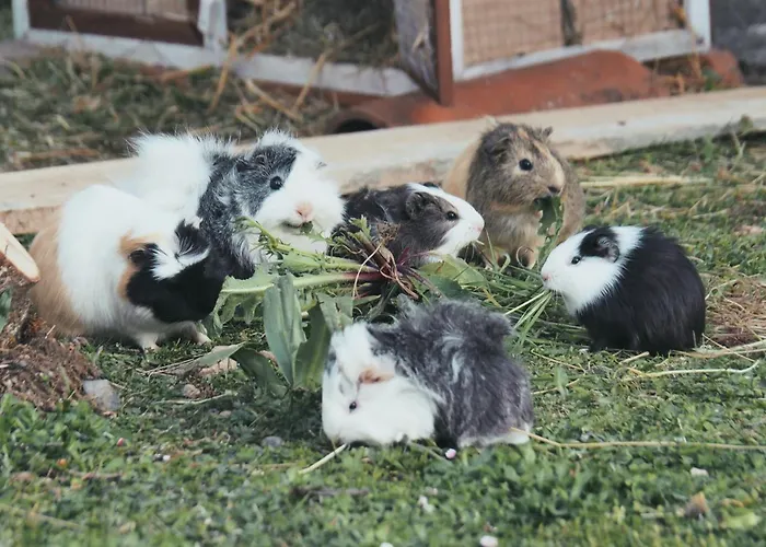 La Ferme De Vazerat Bed & Breakfast 3*